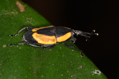Cactophagus circumdatus