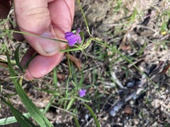 Justicia periplocifolia