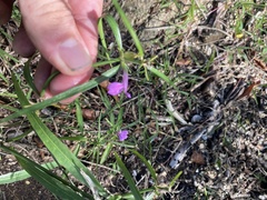 Justicia periplocifolia