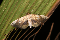 Pantographa