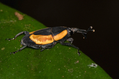 Cactophagus circumdatus