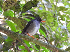 Turdus aurantius
