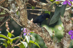 Molothrus bonariensis