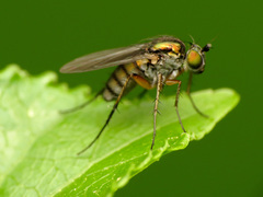 Dolichopodinae