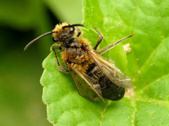 Colletes thoracicus