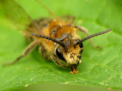 Colletes thoracicus