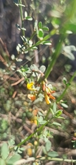 Acmispon watsonii