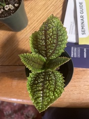 Pilea involucrata