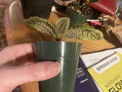 Pilea involucrata