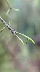 Bryopteris filicina