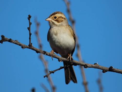 Clay-colored Sparrow
