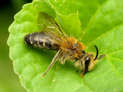 Colletes thoracicus