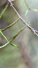 Bryopteris filicina