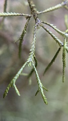 Bryopteris filicina