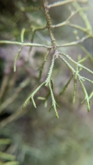 Bryopteris filicina