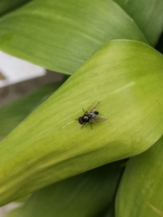 Hydrotaea chalcogaster