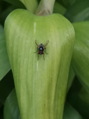 Hydrotaea chalcogaster