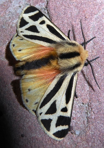 Charlotte's Tiger Moth