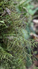 Bryopteris filicina
