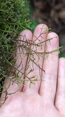 Bryopteris filicina