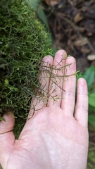 Bryopteris filicina