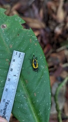 Cactophagus circumdatus