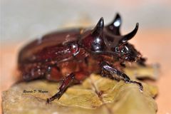 Strategus mandibularis