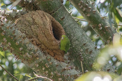 Forpus xanthopterygius