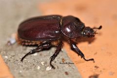 Strategus mandibularis