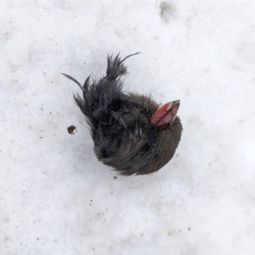 Dark-eyed Junco photographed in Pennsylvania