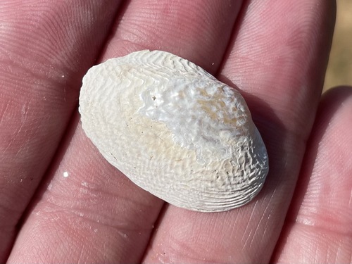 Coelatura hauttecoeuri