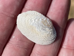 Coelatura hauttecoeuri
