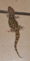 Chondrodactylus turneri