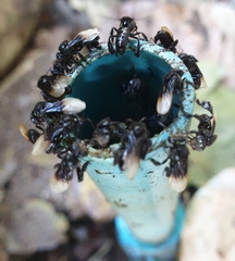 Tetragonilla collina