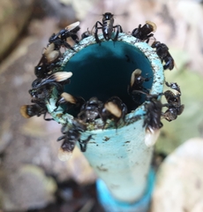 Tetragonilla collina