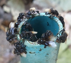 Tetragonilla collina