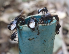 Tetragonilla collina