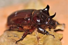 Strategus mandibularis