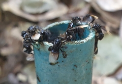 Tetragonilla collina