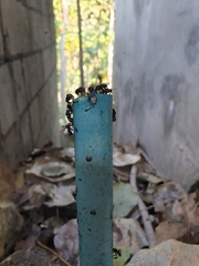 Tetragonilla collina