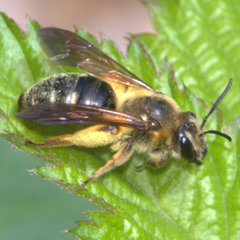 Andrena hilaris
