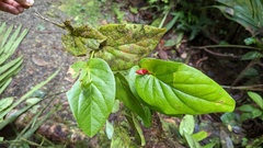 Cavendishia complectens