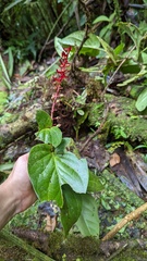 Cavendishia complectens