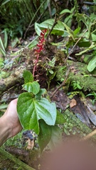 Cavendishia complectens