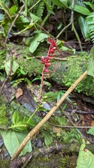 Cavendishia complectens