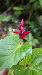 Cavendishia complectens