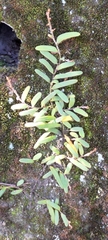 Pyrrosia linearifolia