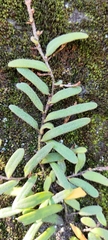 Pyrrosia linearifolia