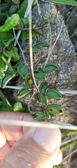 Pellaea andromedifolia pubescens