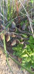 Pellaea andromedifolia pubescens